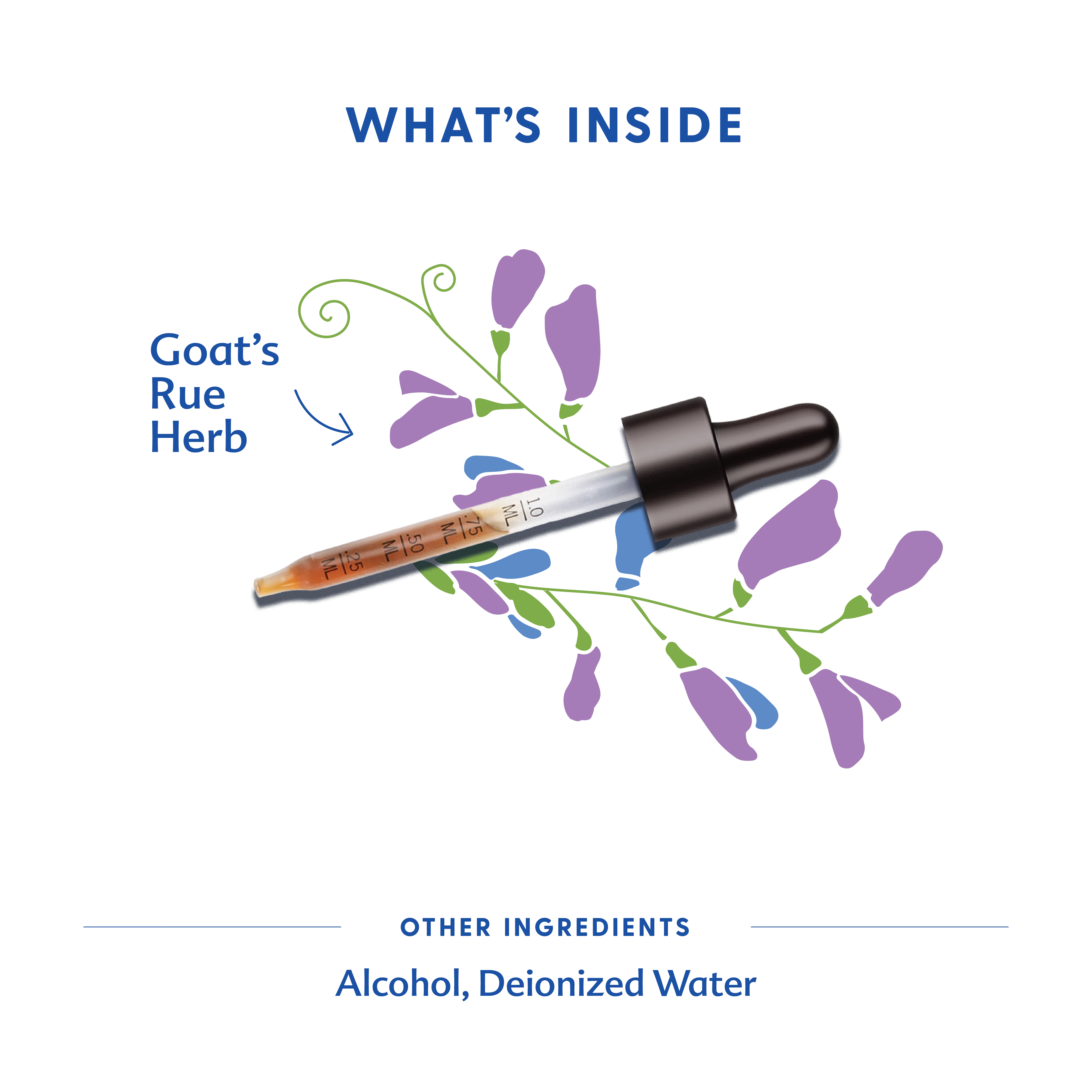 Goat's Rue - Tincture - Image 3